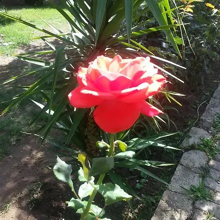 Guest house Anabella 5*